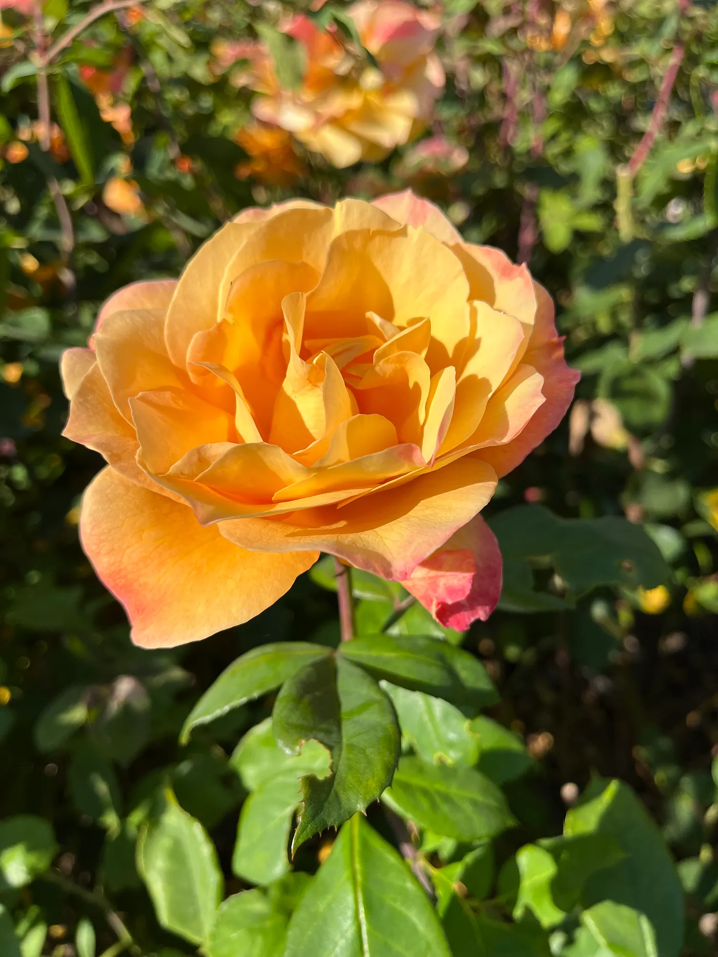 rose flower image
