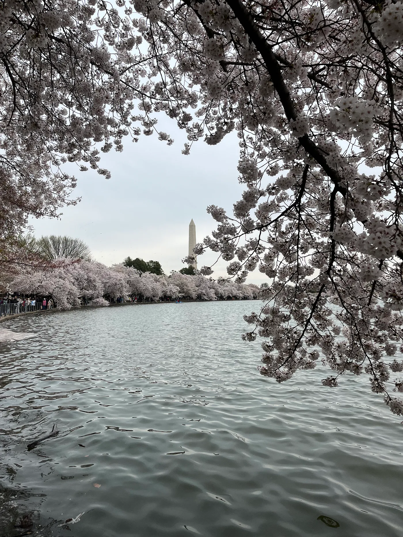 Washington DC Cherry Blossoms Tidal Basin